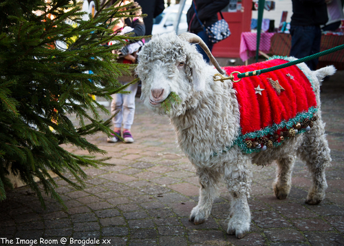 Christmas Fair Faversham, Brogdale Collections - Ref #43177 | Stall